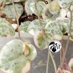 ceropegia woodii variegata | string of heats