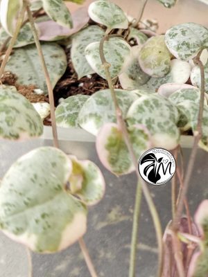 ceropegia woodii variegata | string of heats