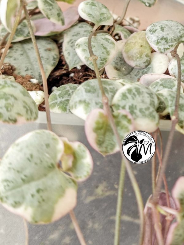 ceropegia woodii variegata | string of heats