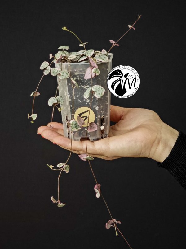 ceropegia woodii variegata | string of heats (copy)
