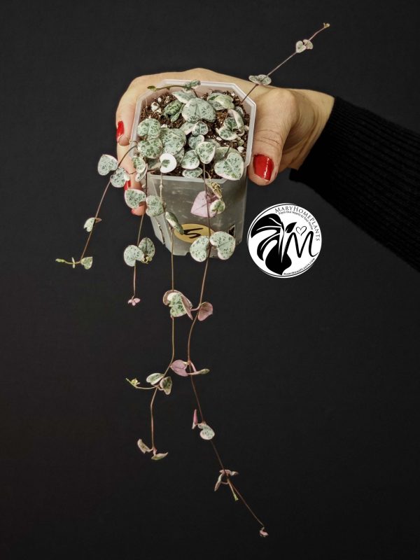 ceropegia woodii variegata | string of heats (copy)