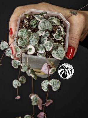 ceropegia woodii variegata | string of heats (copy)