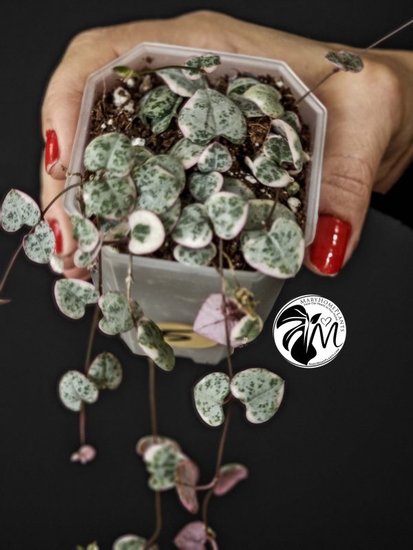 ceropegia woodii variegata | string of heats (copy)