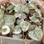ceropegia woodii variegata | string of heats (copy)