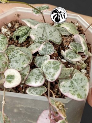 ceropegia woodii variegata | string of heats (copy)