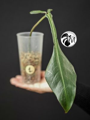 philodendron joepii (copy)