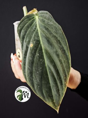 philodendron gigas (copy)