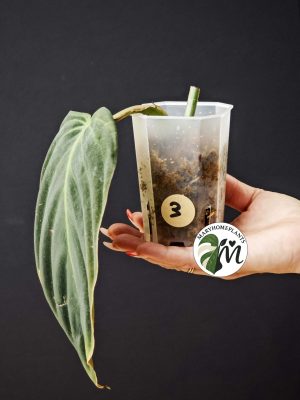 philodendron gigas (copy)