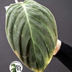 philodendron gigas (copy)