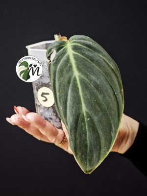 philodendron gigas (copy)