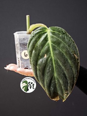 philodendron gigas (copy)
