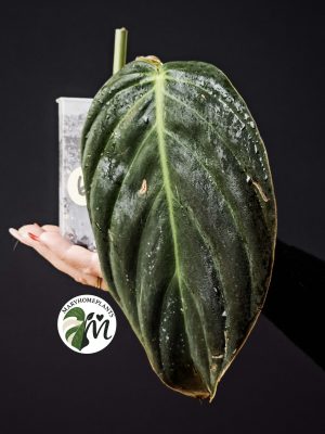 philodendron gigas (copy)