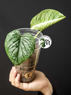 philodendron mamei