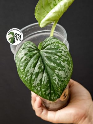 philodendron mamei