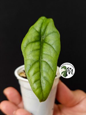 alocasia heterophylla 'dragon’s breath' (copy)