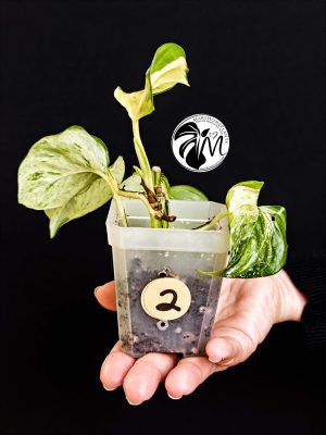 epipremnum 'happy leaf' (manjula pothos) (copy)