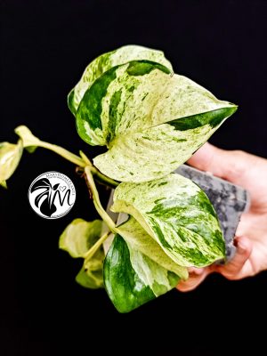 epipremnum 'happy leaf' (manjula pothos) (copy)