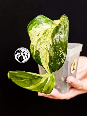 syngonium albo variegated (copy)