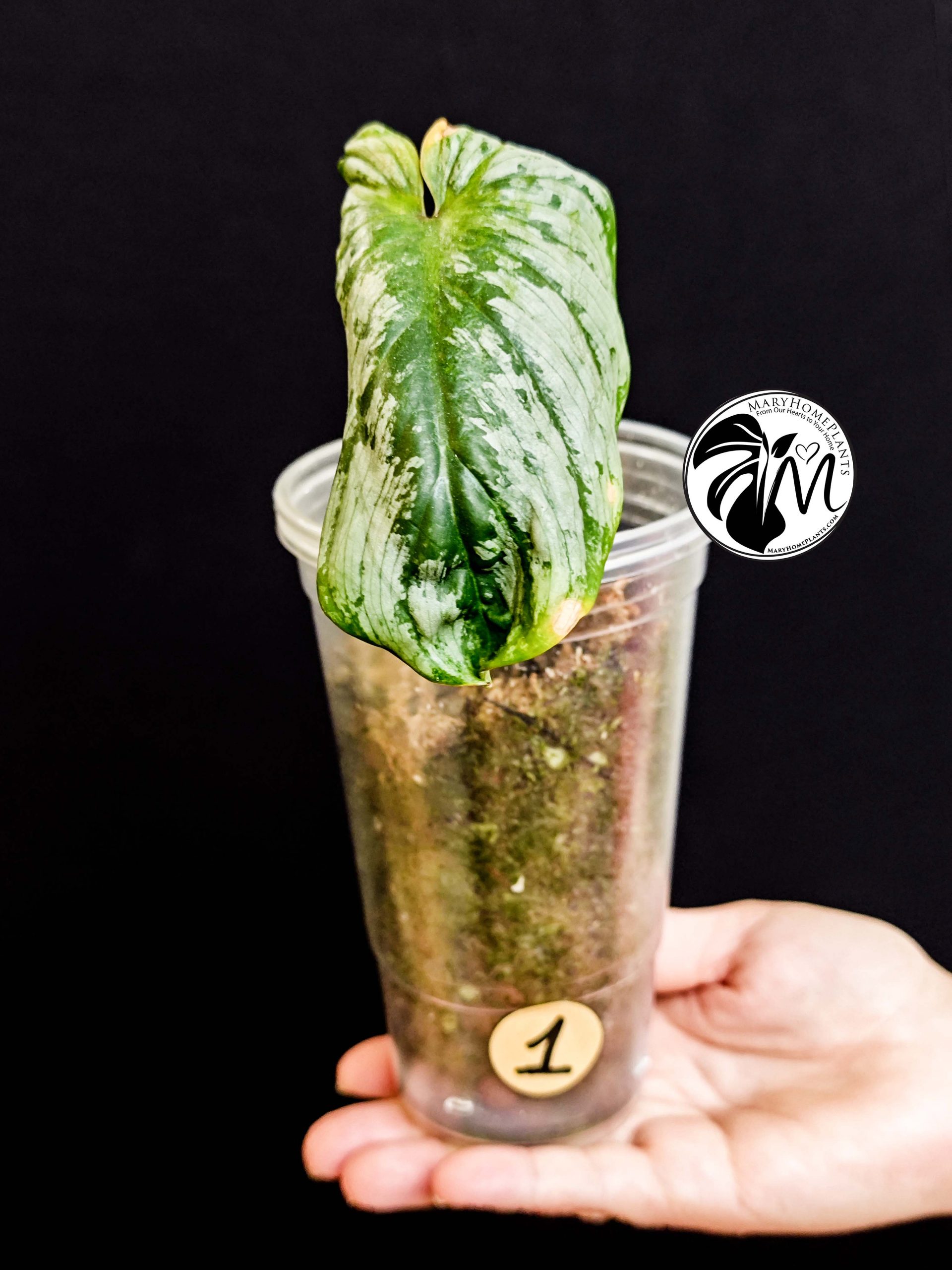 philodendron plowmanii