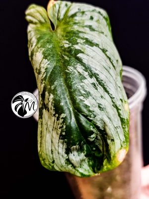 philodendron plowmanii