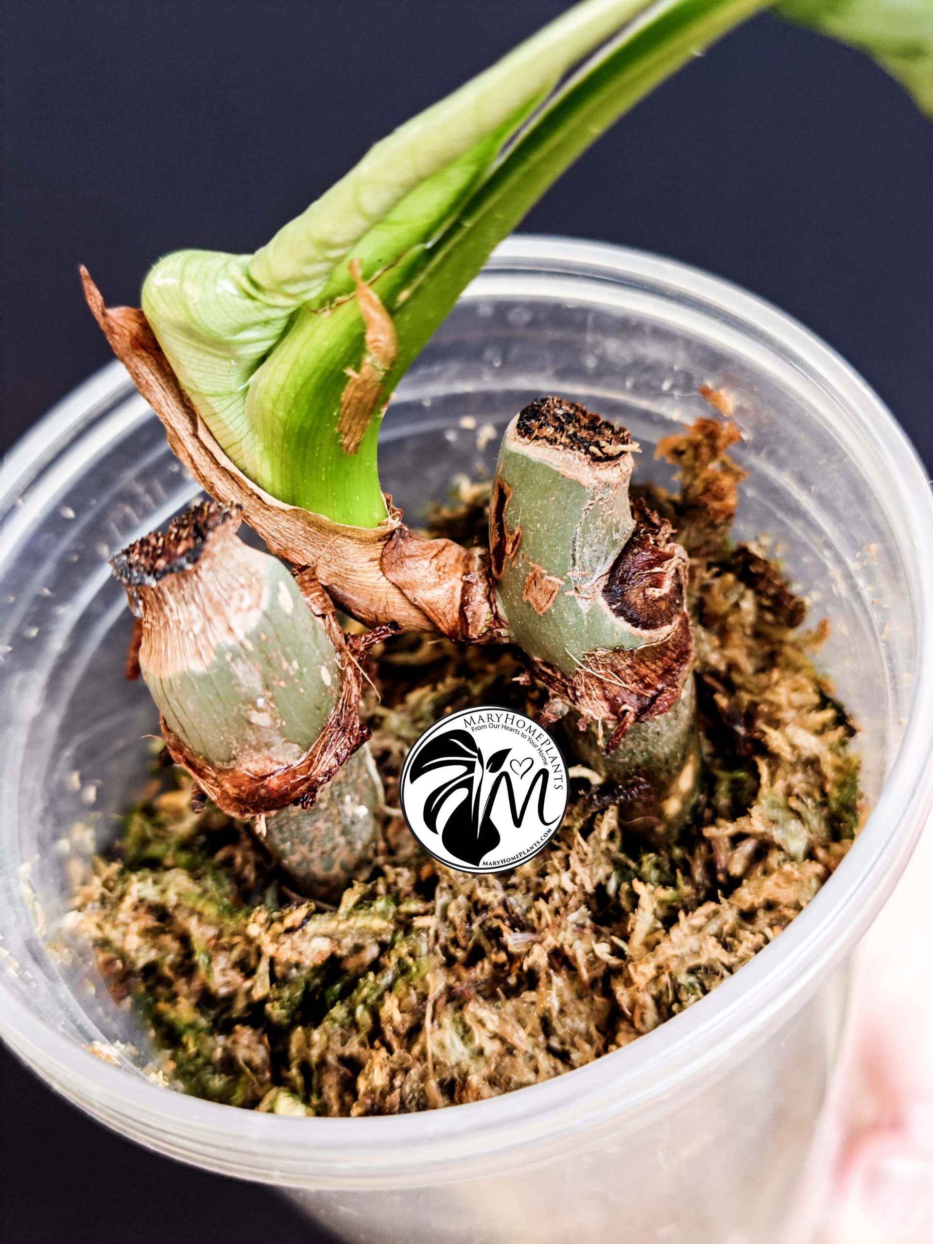 philodendron plowmanii