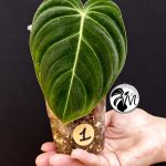 philodendron melanochrysum