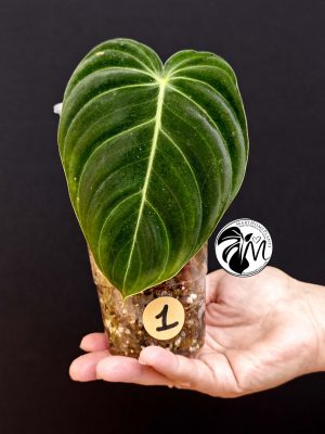 philodendron melanochrysum