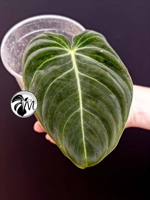 philodendron melanochrysum (copy)