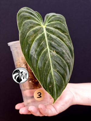 philodendron melanochrysum (copy)