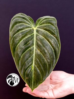 philodendron melanochrysum (copy)