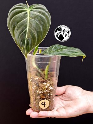 philodendron melanochrysum (copy)