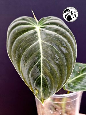 philodendron melanochrysum (copy)