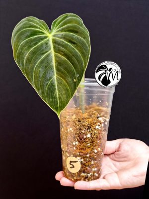 philodendron melanochrysum (copy)