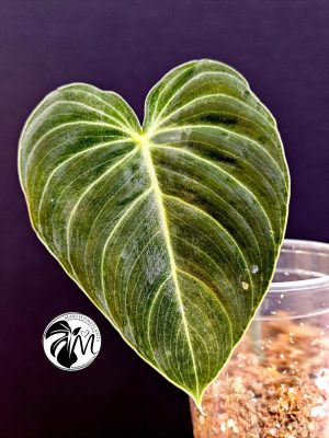 philodendron melanochrysum (copy)