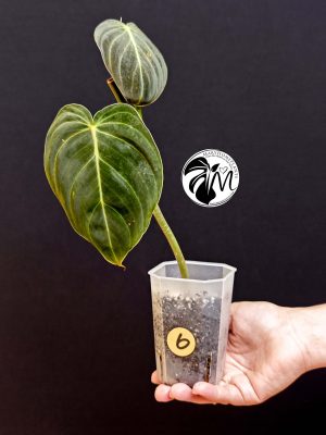 philodendron melanochrysum (copy)