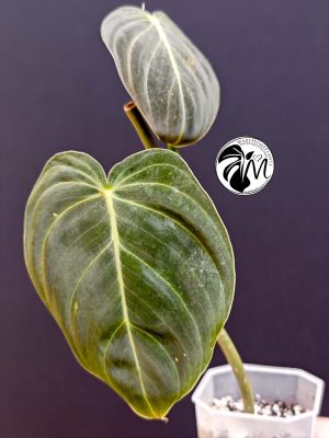 philodendron melanochrysum (copy)