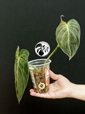 philodendron melanochrysum (copy)