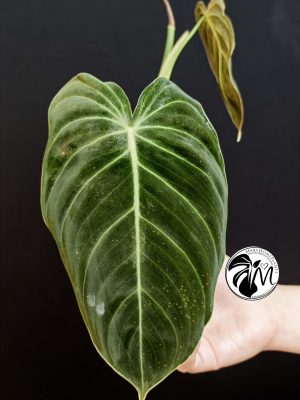 philodendron melanochrysum (copy)