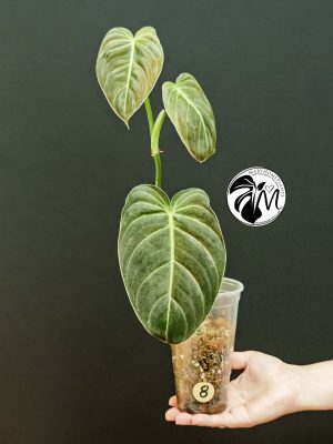 philodendron melanochrysum (copy)