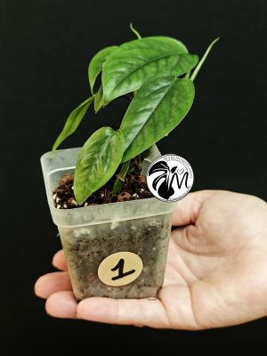 epipremnum marble variegated