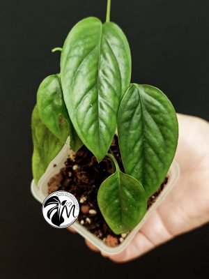 epipremnum marble variegated