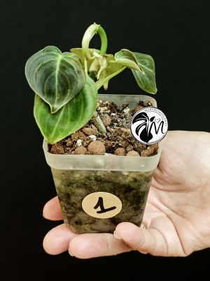 syngonium green splash (copy)