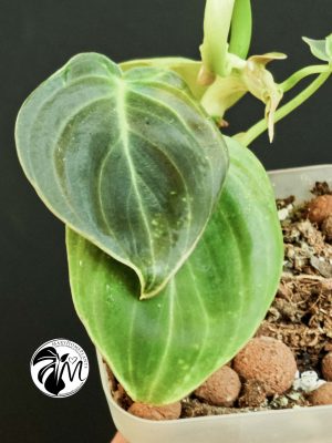 syngonium green splash (copy)