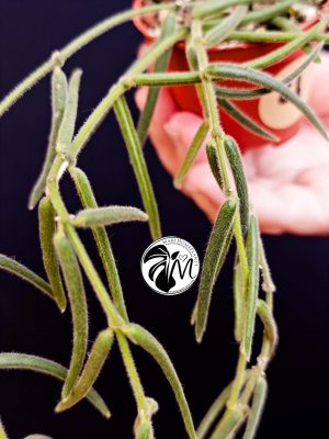 hoya linearis (copy)