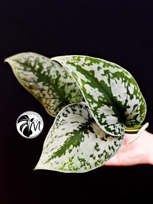 scindapsus pictus exotica trebie (copy)