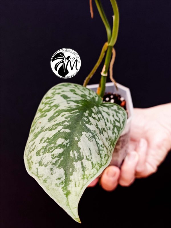 scindapsus pictus exotica trebie (copy)