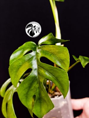 rhaphidophora tetrasperma (copy)