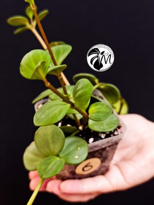peperomia hope