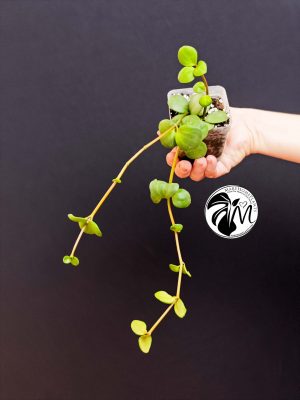 peperomia hope (copy)