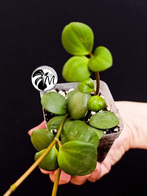 peperomia hope (copy)